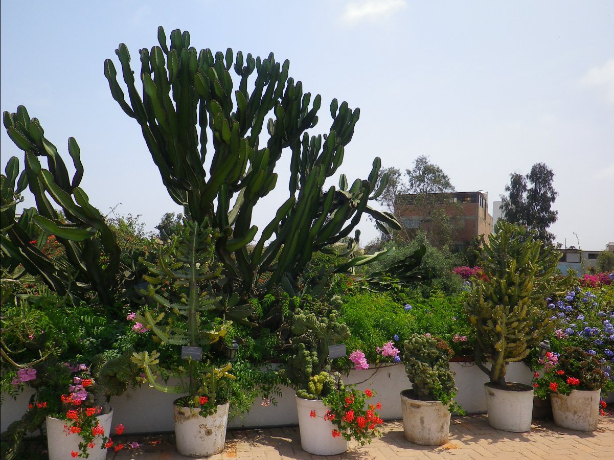 Museo Larco05
